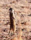 MUSTELID - MEERKAT - KALAHARI OR KGALAGADI GEMSBOK NP (59).JPG