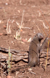 MUSTELID - MONGOOSE - DWARF MONGOOSE - KRUGER NATIONAL PARK SOUTH AFRICA (21).JPG