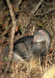 MUSTELID - MONGOOSE - SELOUSS MONGOOSE - PARACYNICTIS SELOUSI - IMFOLOZI NATIONAL PARK SOUTH AFRICA (2).JPG