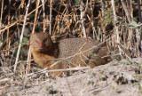 MUSTELID - MONGOOSE - SLENDER MONGOOSE - GALERELLA SANGUINEA - CHOBE NATIONAL PARK BOTSWANA (11).JPG