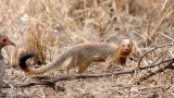 MUSTELID - MONGOOSE - SLENDER MONGOOSE - KRUGER NATIONAL PARK SOUTH AFRICA (10).JPG