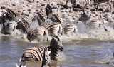 EQUID - ZEBRA - BURCHELLS ZEBRA - ETOSHA NATIONAL PARK NAMIBIA (39).JPG