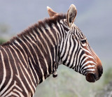 EQUID - ZEBRA - MOUNTAIN ZEBRA - CAPE MOUNTAIN ZEBRA - DE HOOP RESERVE SOUTH AFRICA (19).JPG