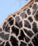 GIRAFFE - ANGOLAN GIRAFFE - CHOBE NATIONAL PARK BOTSWANA (17).JPG