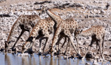 GIRAFFE - ANGOLAN GIRAFFE - ETOSHA NATIONAL PARK NAMIBIA (21).JPG