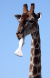 GIRAFFE - ANGOLAN GIRAFFE - SUCKING ON A BONE - ETOSHA NATIONAL PARK NAMIBIA (11).JPG