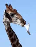 GIRAFFE - ANGOLAN GIRAFFE - SUCKING ON A BONE - ETOSHA NATIONAL PARK NAMIBIA (8).JPG