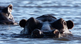 HIPPO - CHOBE NATIONAL PARK BOTSWANA (3).JPG