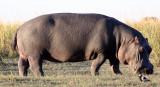 HIPPO - GRAZING THE BANKS OF THE CHOBE - CHOBE NATIONAL PARK BOTSWANA.JPG
