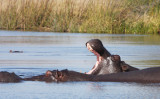 HIPPO - KHWAI CAMP OKAVANGO BOTSWANA (26).JPG