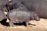 HIPPO - KRUGER NATIONAL PARK SOUTH AFRICA (14).JPG