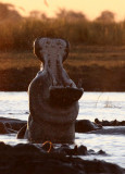 HIPPO - SUNSET CRUISE ON THE CHOBE - CHOBE NATIONAL PARK BOTSWANA (24).JPG