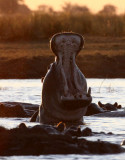 HIPPO - SUNSET CRUISE ON THE CHOBE - CHOBE NATIONAL PARK BOTSWANA (26).JPG