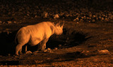 RHINO - BLACK RHINO - WATERHOLE AT NIGHT - ETOSHA NATIONAL PARK NAMIBIA (9).JPG