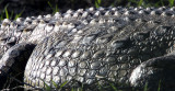 REPTILE - CROCODILE - NILE CROCODILE - CHOBE NATIONAL PARK BOTSWANA (11).JPG