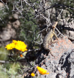 REPTILE - LIZARD - KAROO GIRDLED LIZARD - CORDYLUS POLYZONUS - NAMAQUALAND NATIONAL PARK  PRESERVE SOUTH AFRICA (3).JPG