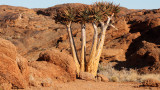 ASPHODELACEAE - ALOE DICHOTOMA - KOKERBOOM - AUGRABIES FALLS NP SOUTH AFRICA (3).JPG