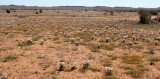 ASTERACEAE - DESERT COMMUNITY - GOEGAP NATURE RESERVE SOUTH AFRICA.JPG