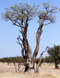 MORINGACEAE - MORINGA OVALIFOLIA - ETOSHA NATIONAL PARK NAMIBIA - GHOST TREE FOREST (3).JPG