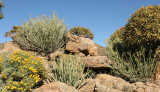 NAMAQUALAND - KOKERBOOM PLANT COMMUNITY  - GOEGAP NATURE RESERVE SOUTH AFRICA (41).JPG