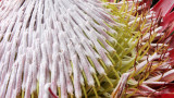 PROTEACEAE - PROTEA CYNAROIDES - CAPE TOWN ARBORETUM SOUTH AFRICA (15).JPG