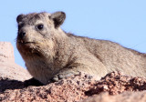 HYRACOIDEA - HYRAX - CAPE ROCK HYRAX OR DASSIE - AUGRABIES FALLS SOUTH AFRICA (11).JPG