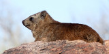 HYRACOIDEA - HYRAX - CAPE ROCK HYRAX OR DASSIE - AUGRABIES FALLS SOUTH AFRICA (13).JPG