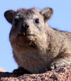 HYRACOIDEA - HYRAX - CAPE ROCK HYRAX OR DASSIE - AUGRABIES FALLS SOUTH AFRICA (14).JPG