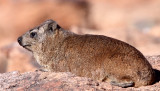 HYRACOIDEA - HYRAX - CAPE ROCK HYRAX OR DASSIE - AUGRABIES FALLS SOUTH AFRICA (25).JPG