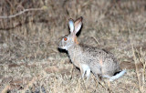 LAGOMORPH - HARE - SCRUB HARE - IMFOLOZI NATIONAL PARK SOUTH AFRICA (2).JPG