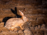 LAGOMORPH - HARE - SCRUB HARE - KGALAGADI NATIONAL PARK SOUTH AFRICA (9).JPG