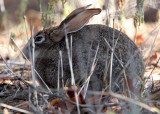 LAGOMORPH - HARE - SCRUB HARE - KRUGER NATIONAL PARK SOUTH AFRICA (3).JPG