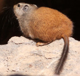 RODENT - RAT - DASSIE RAT - NAMAQUALAND - GOEGAP NATURE PRESERVE SOUTH AFRICA (4).JPG