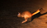 RODENT - SPRINGHARE - KGALAGADI NATIONAL PARK SOUTH AFRICA (5).JPG