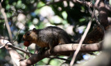 RODENT - SQUIRREL - RED BUSH SQUIRREL - PARAXERUS PALLIATUS - SAINT LUCIA WETLANDS RESERVE - SOUTH AFRICA (6).JPG