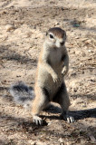 RODENT - SQUIRREL - SOUTH AFRICAN GROUND SQUIRREL - KALAHARI GEMSBOK NP (3).JPG