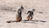 RODENT - SQUIRREL - SOUTHERN GROUND SQUIRREL - ETOSHA NATIONAL PARK NAMIBIA (54).JPG