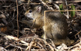 RODENT - SQUIRREL - TREE SQUIRREL - KRUGER NATIONAL PARK SOUTH AFRICA (14).JPG