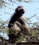 PRIMATE - BABOON - CHACMA BABOON - KRUGER NATIONAL PARK SOUTH AFRICA (14).JPG