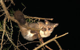 PRIMATE - GALAGO - GREATER GALAGO OR BUSHBABY - SAINT LUCIA WETLANDS RESERVE - SOUTH AFRICA (32).JPG