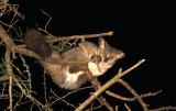 PRIMATE - GALAGO - GREATER GALAGO OR BUSHBABY - SAINT LUCIA WETLANDS RESERVE - SOUTH AFRICA (41).JPG
