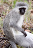 PRIMATE - MONKEY - VERVET MONKEY - MOUNTAIN ZEBRA  NATIONAL PARK SOUTH AFRICA (3).JPG