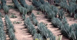 PLANT - AGAVE SISLANA - SISAL PLANTATION - BERENTY MADAGASCAR.JPG