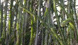 PLANT - ALLUAUDIA PROCERA - DIDIERACEAE -ANDOHAHELA NATIONAL PARK MADAGASCAR (2).JPG