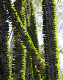 PLANT - ALLUAUDIA PROCERA - DIDIERACEAE -ANDOHAHELA NATIONAL PARK MADAGASCAR (6).JPG