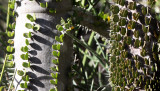 PLANT - ALLUAUDIA PROCERA & ALLUAUDIA ASCENDENS - ANDOHAHELA NATIONAL PARK