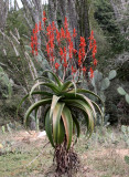 PLANT - ALOE PEYRIERASII - ANDOHAHELA NATIONAL PARK (3).JPG