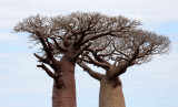 PLANT - BAOBAB - ADANSONIA GRANDIDIERI - AVENUE DU BAOBABS - KIRINDY NATIONAL PARK - MADAGASCAR (26).JPG