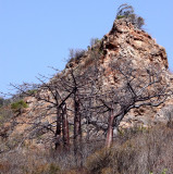 PLANT - BAOBAB - ADANSONIA MADAGASCARIENSIS - MADAGASCAR BAOBAB AND OTHER SPECIES - DIEGO SUAREZ MADAGASCAR (7).JPG