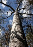 PLANT - BAOBAB - ADANSONIA MADAGASCARIENSIS - POSSIBLE - ANKARANA NATIONAL PARK MADAGASCAR.JPG